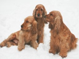 aufgezeichnet_2011-02-08_00076