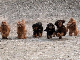 hunde_2011-02-08_00243