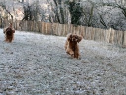 hunde_2011-1-31_00102