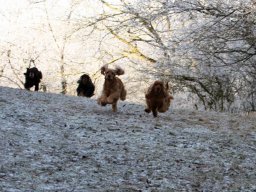 hunde_2011-1-31_00126