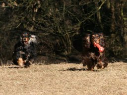 hunde_2011-3-7_00055