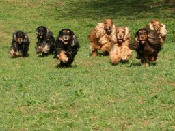 hunde_2011-4-17_00234
