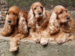 hunde_2011-4-18_0000_dsc_0048